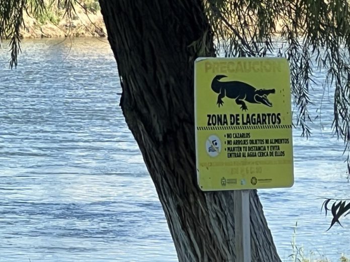 Cimanes en el río